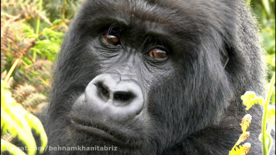 آفریقا قاره معمایی. نخستین ها...