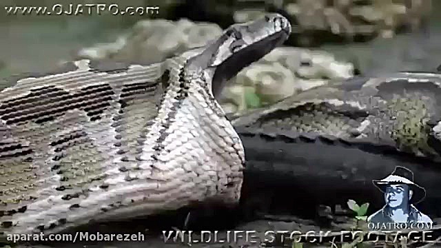 مار پیتون بلعیدن تمساح