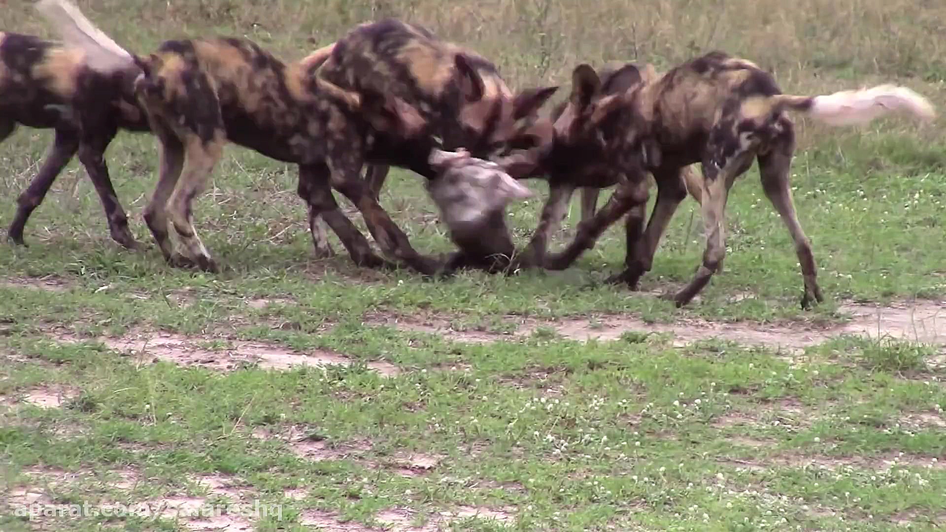 گوزن بیچاره در محاصره 50 سگ وح...