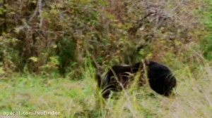 برف و جنگل و خرس