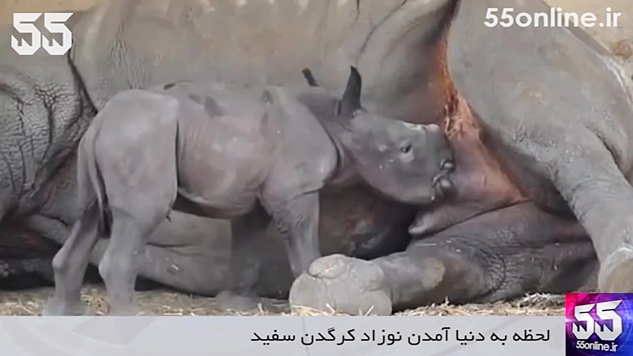 لحظه به دنیا آمدن نوزاد کرگدن...