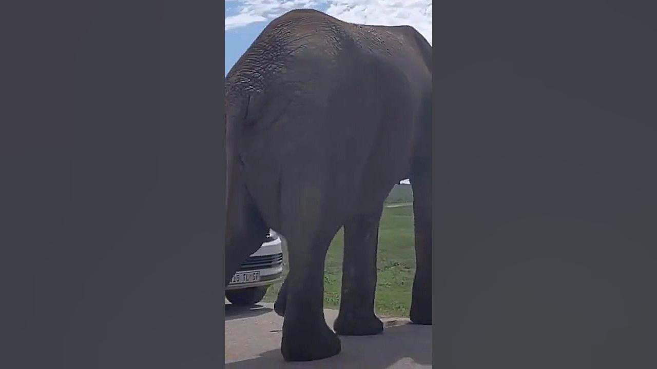 من فکر میکنم حق فیل رو خوردن و...