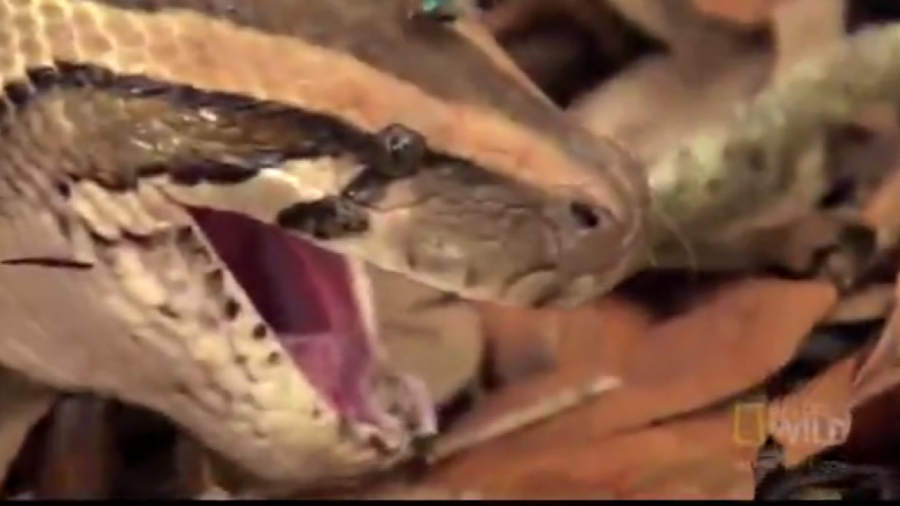 بلعیدن آهو توسط مار غول پیکر پ...