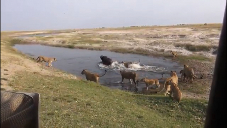 فیلم مستند شکار حیوانات توسط ش...