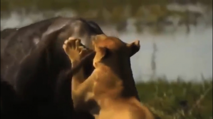 فیلم مستند جنگ و جدال شیرها و...