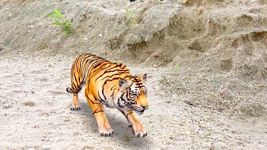 ماشین بازی  اسباب بازی  تمساح...