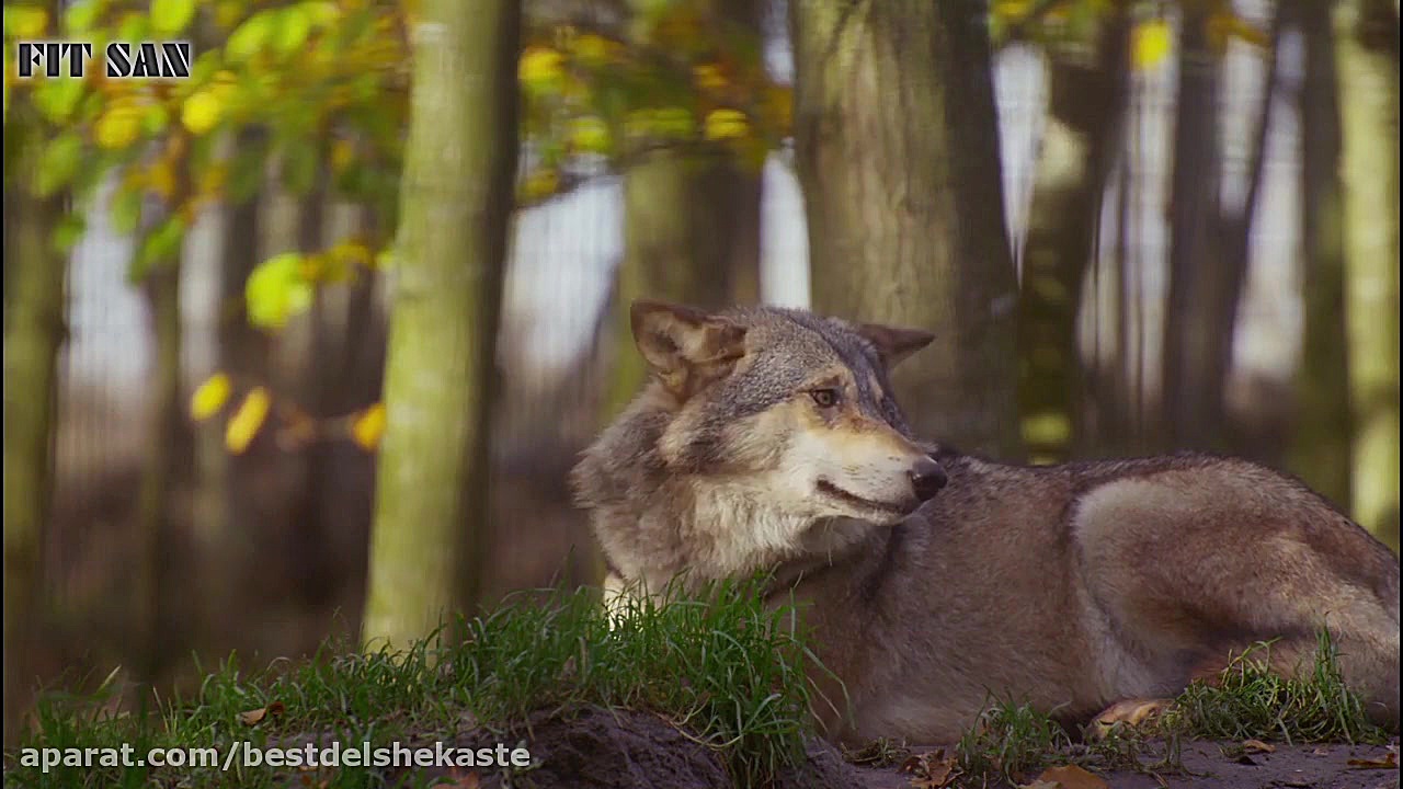 پیروز نبرد میان گرگ ها و سگ ها...