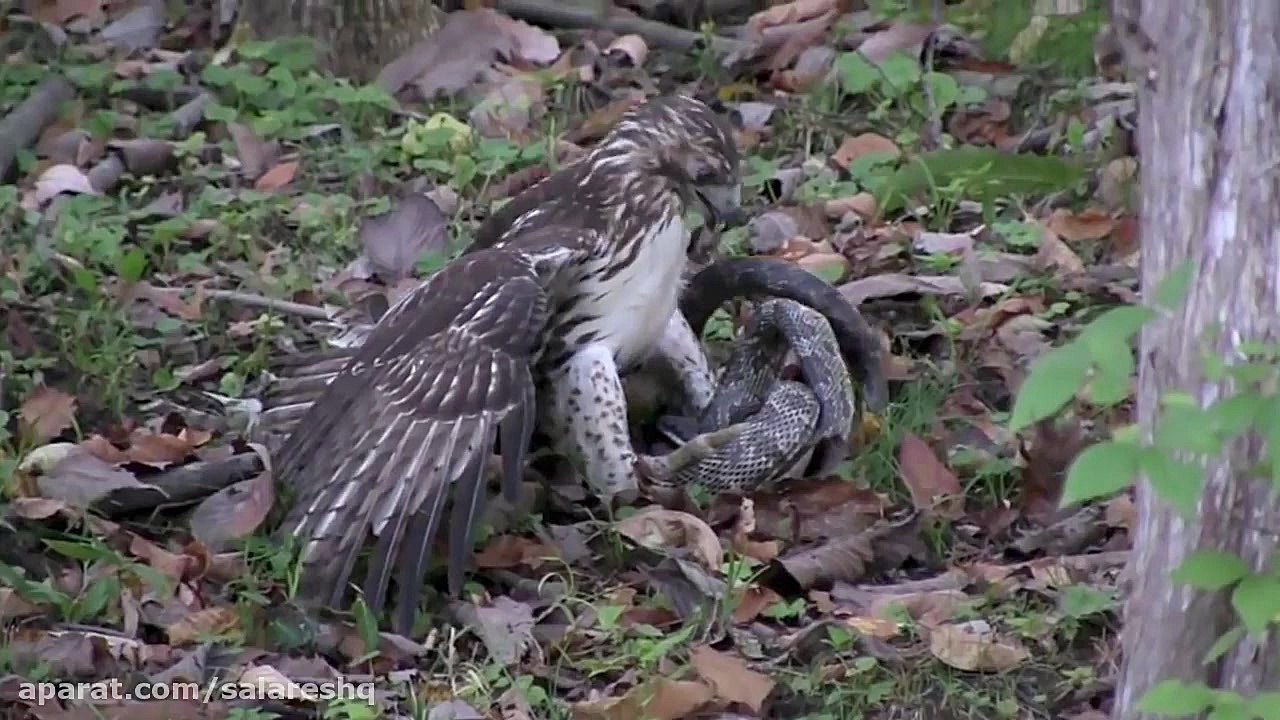 نبرد ترسناک قوش با مار بزرگتر...