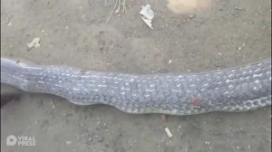 عاقبت بلعیدن مار کبری توسط مار...