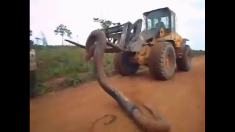 مار پیتون غول‌پیکر که با بیل م...