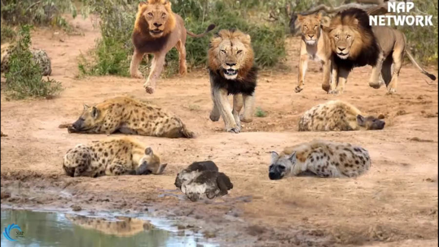 نبرد حماسی...شیرها توله های کف...