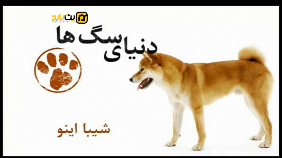 آشنایی با نژاد شیبا اینو