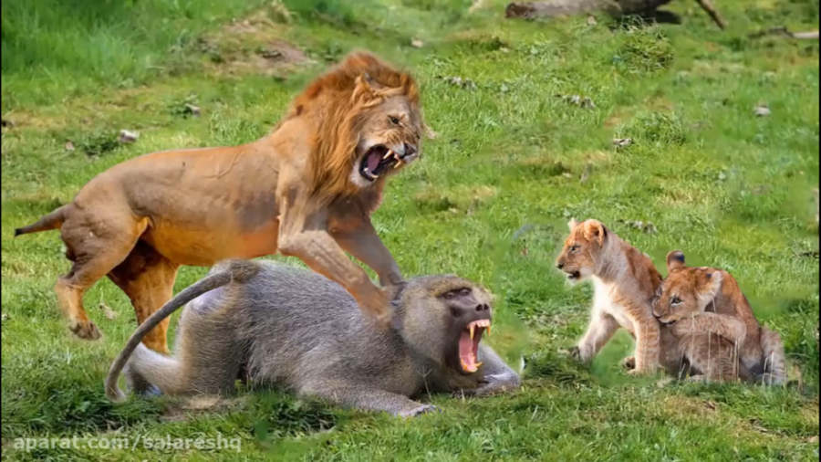میمون گوشتخوار بچه شیر میدزده...