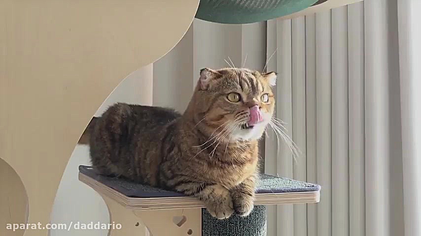 شوخی خرکی با گربه های خوشگل