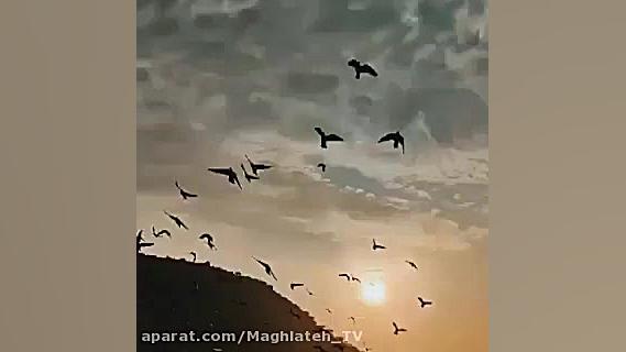 حجت اشرف زاده