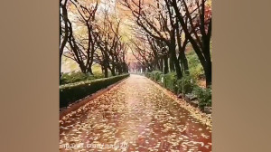 کلیپ سلام صبح بخیر برای استوری...