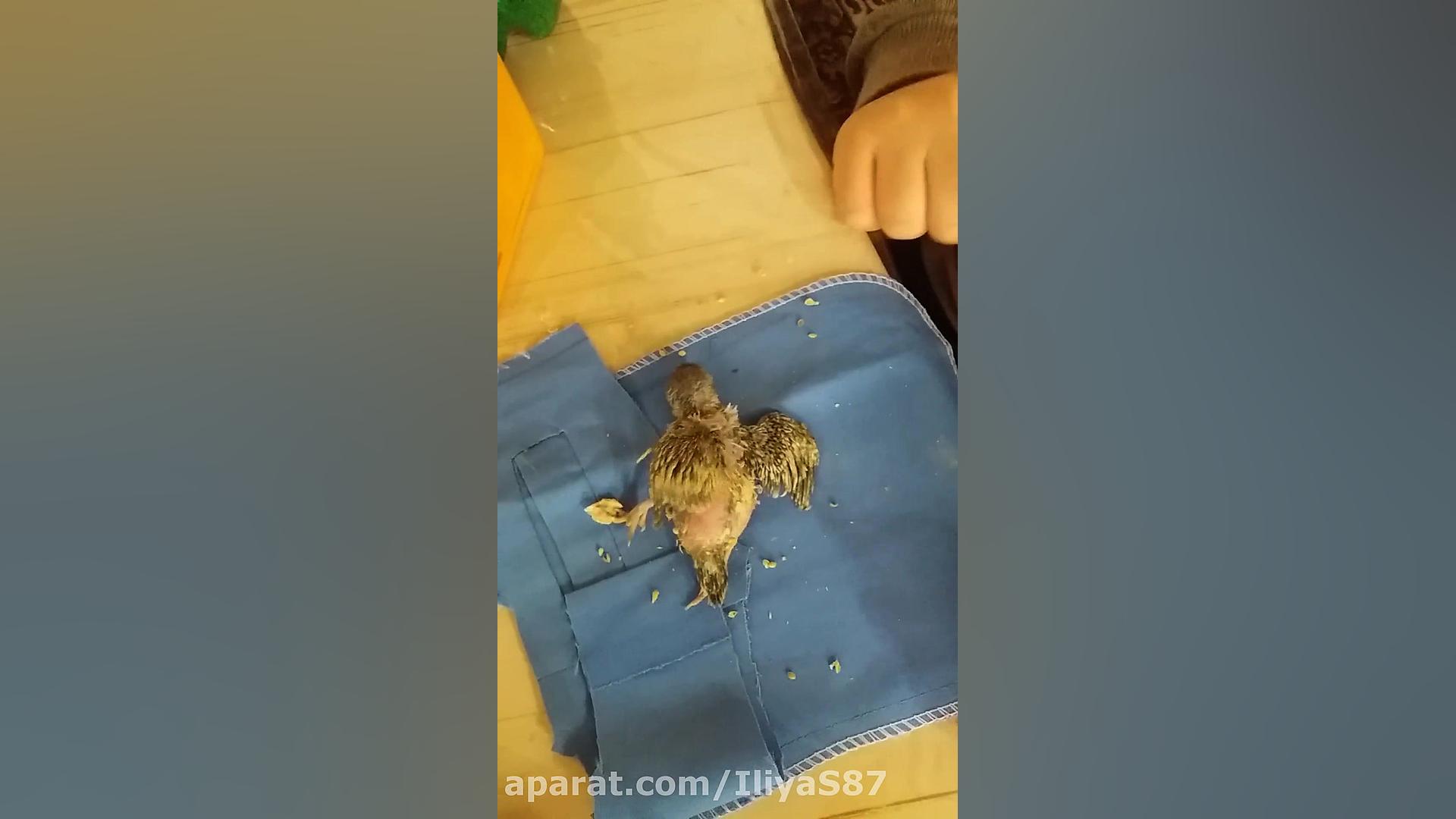 برای آقا میثم پرنده باز