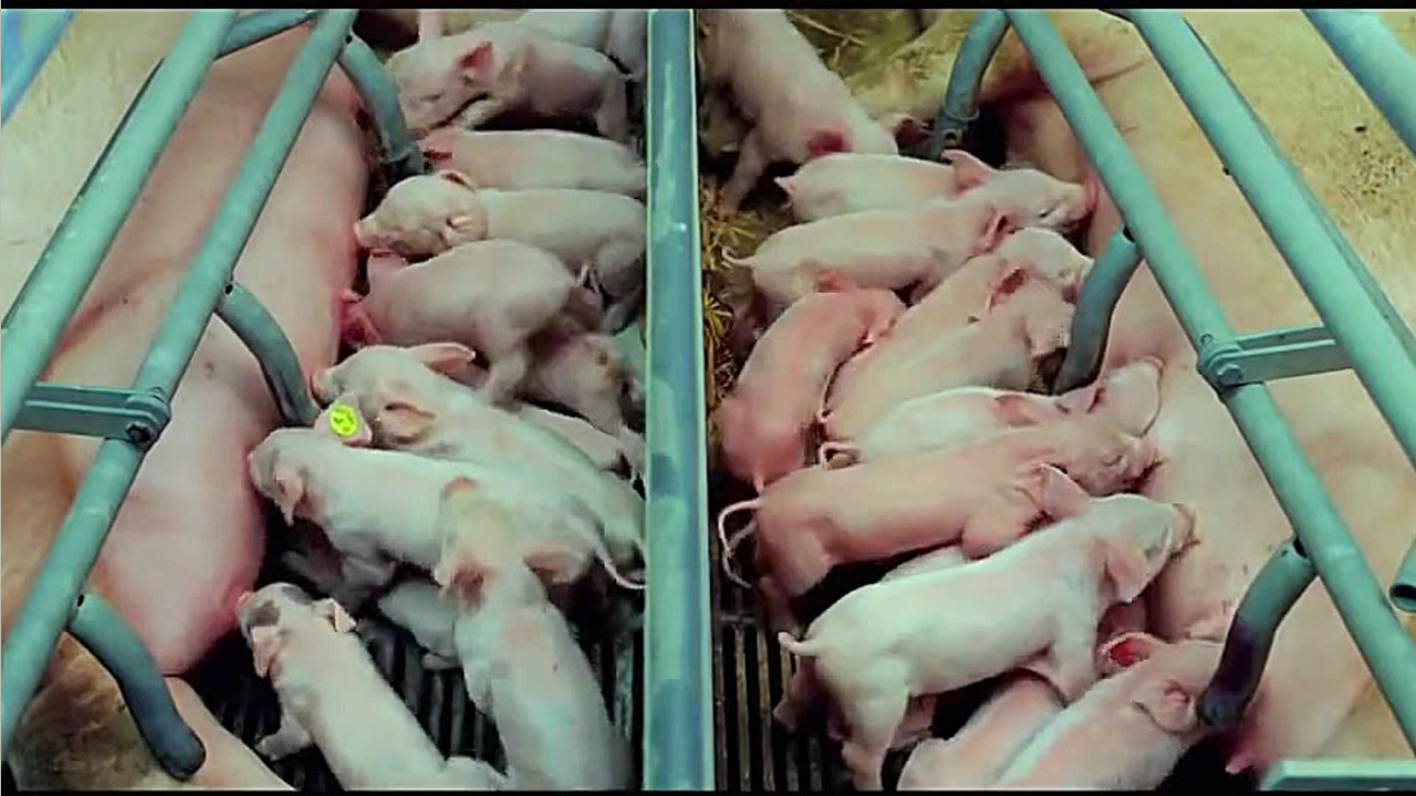 بدون هیچ صحبتی فقط تماشا کنید