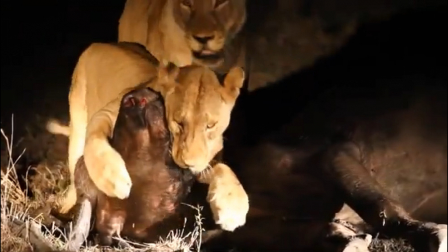 شکار شیرها و حیوانات درنده حیا...