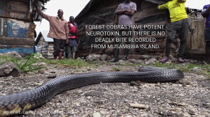 فیلم ترسناک جزیره وحشتناکترین...