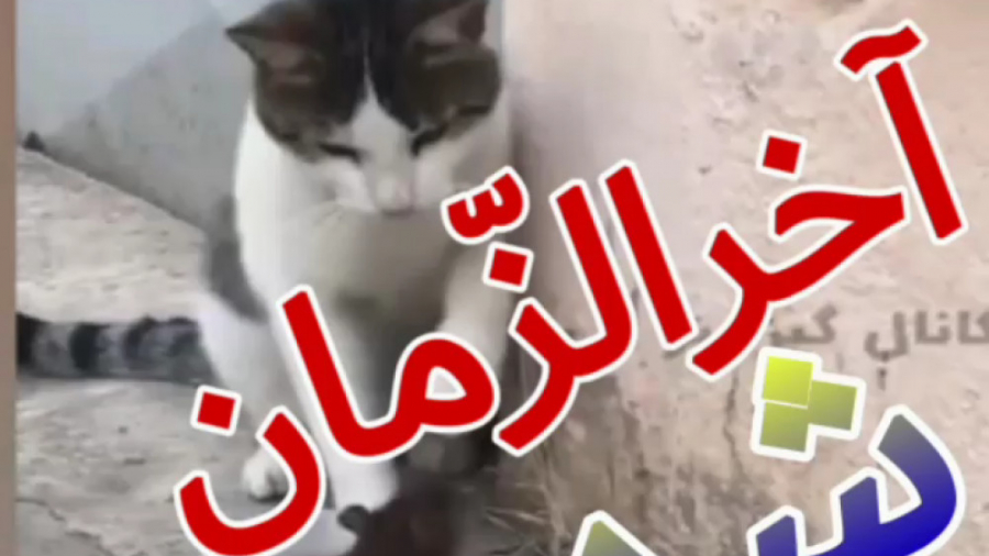 کلیپ طنز هم سفر شدن موش و گربه