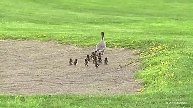 عشق و حال اردکی