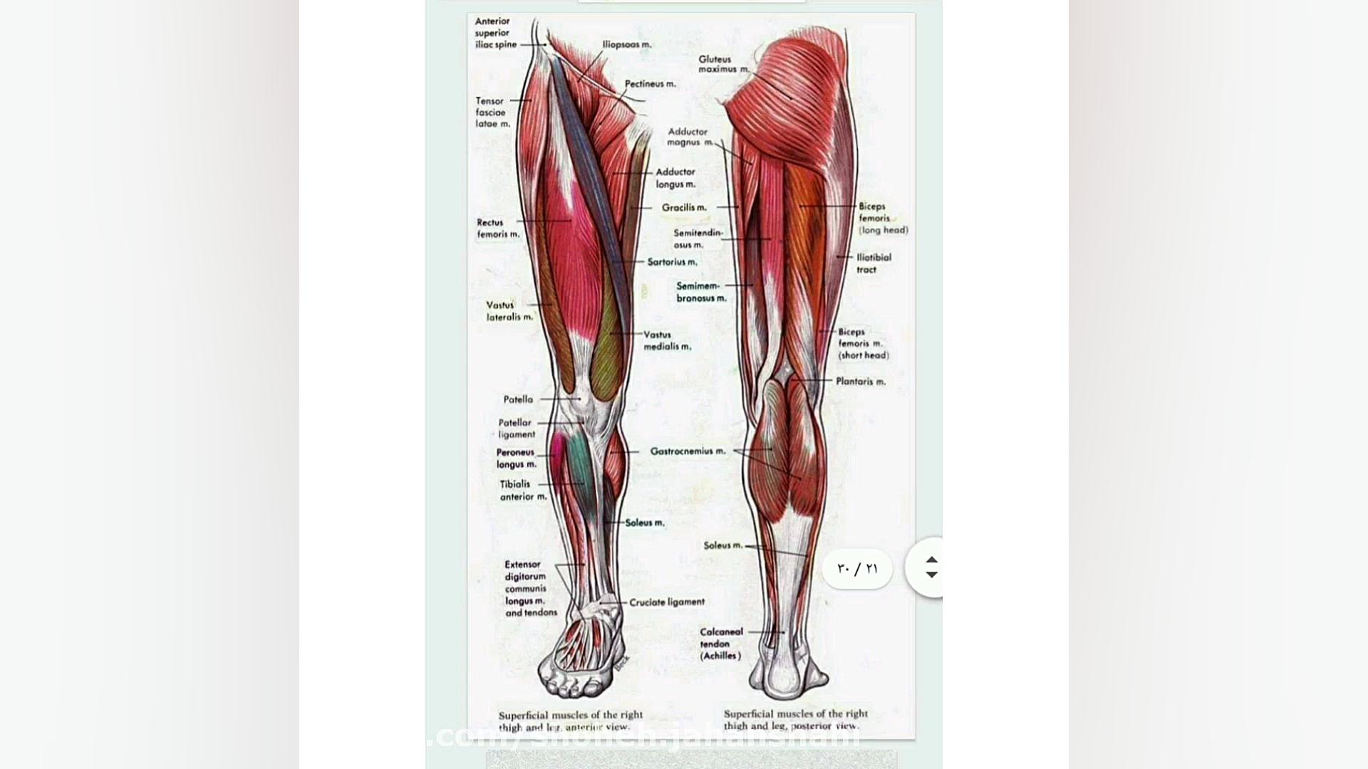 آناتومی سه بعدی بدن انسان شهره...