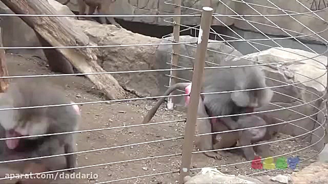 درگیری میمون های بابون در باغ...