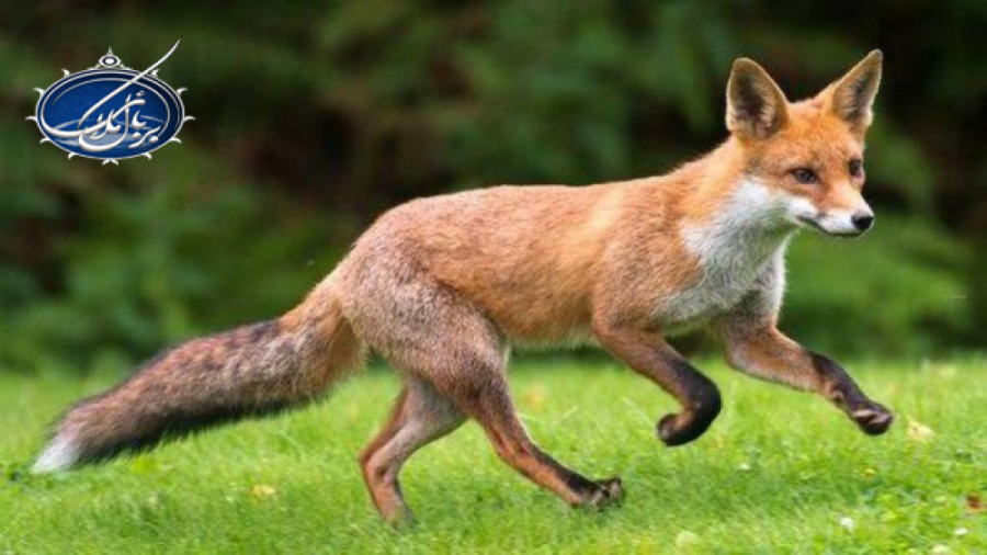 حکم خوردن گوشت حیوانات وحشی |...