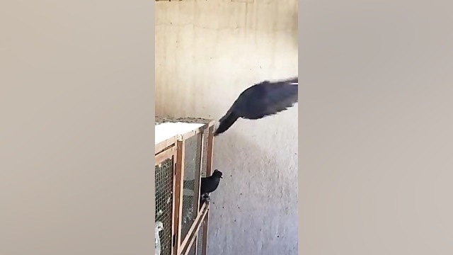 حرکات نمایشی پرنده کبوتر