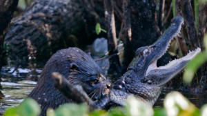 ترسناکترین حیوان ریزجثه که حتی...