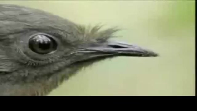 اصلا اعصاب نداره