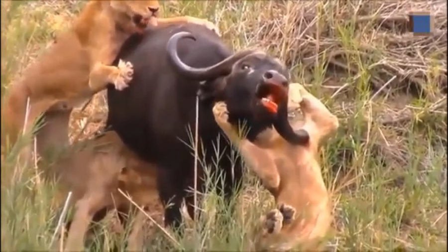 فیلم مستند جنگهای عجیب و شکاره...