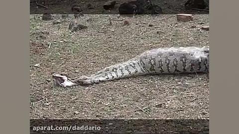 عاقبت بلعیدن لقمه بزرگتر از ده...