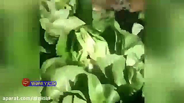 لحظه عجیب چرای گوسفندان در مزر...