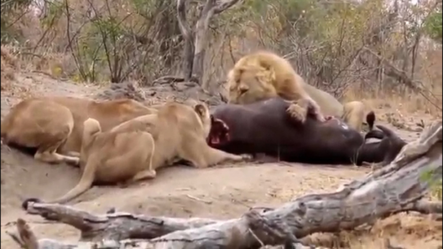 بهترینهای حیات وحش  مستند حیات...