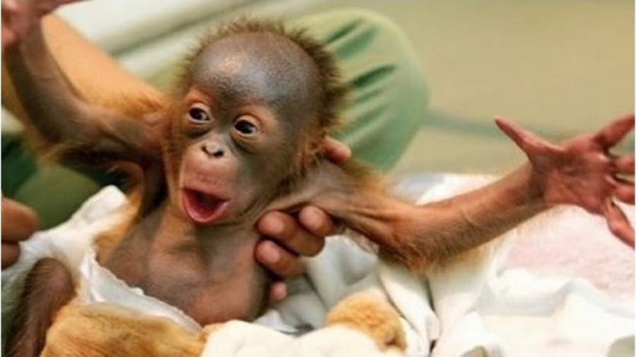 بامزه و خنده دار لحظات فان با...