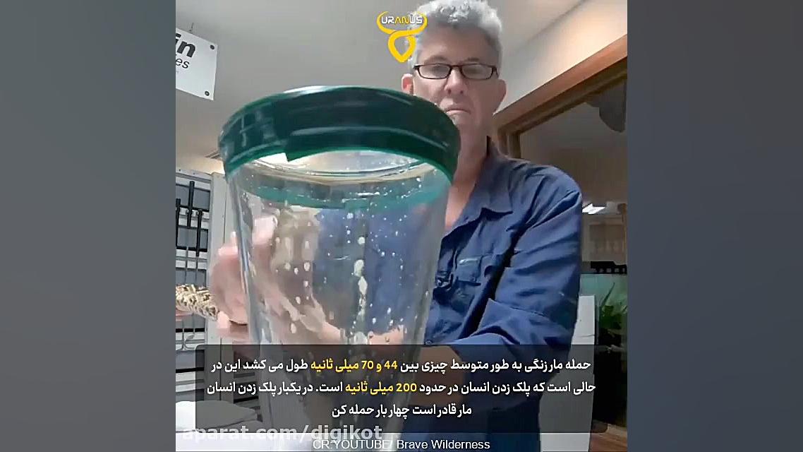 نحوه گرفتن زهر مار زنگی، یکی ا...