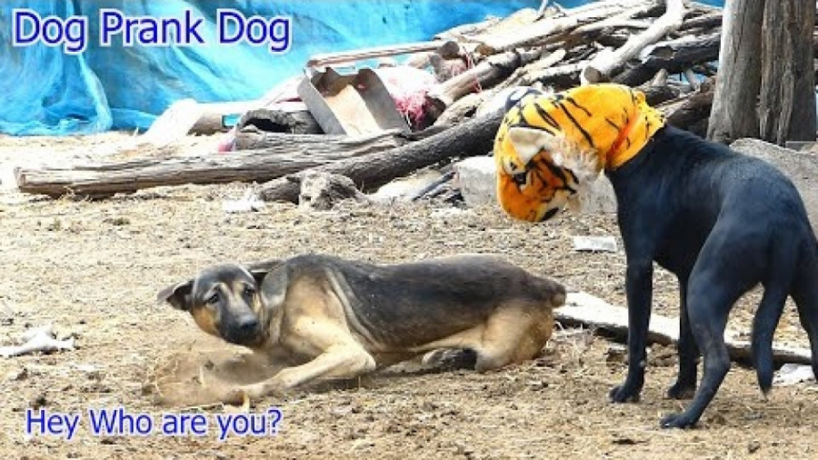 ترساندن سگ ها  کلیپ طنز و خنده...