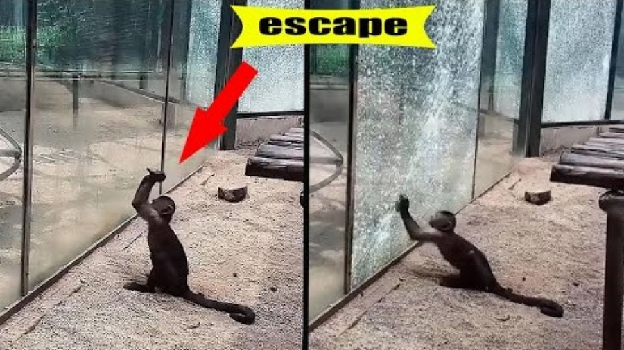 Зоопарка сбежали животные