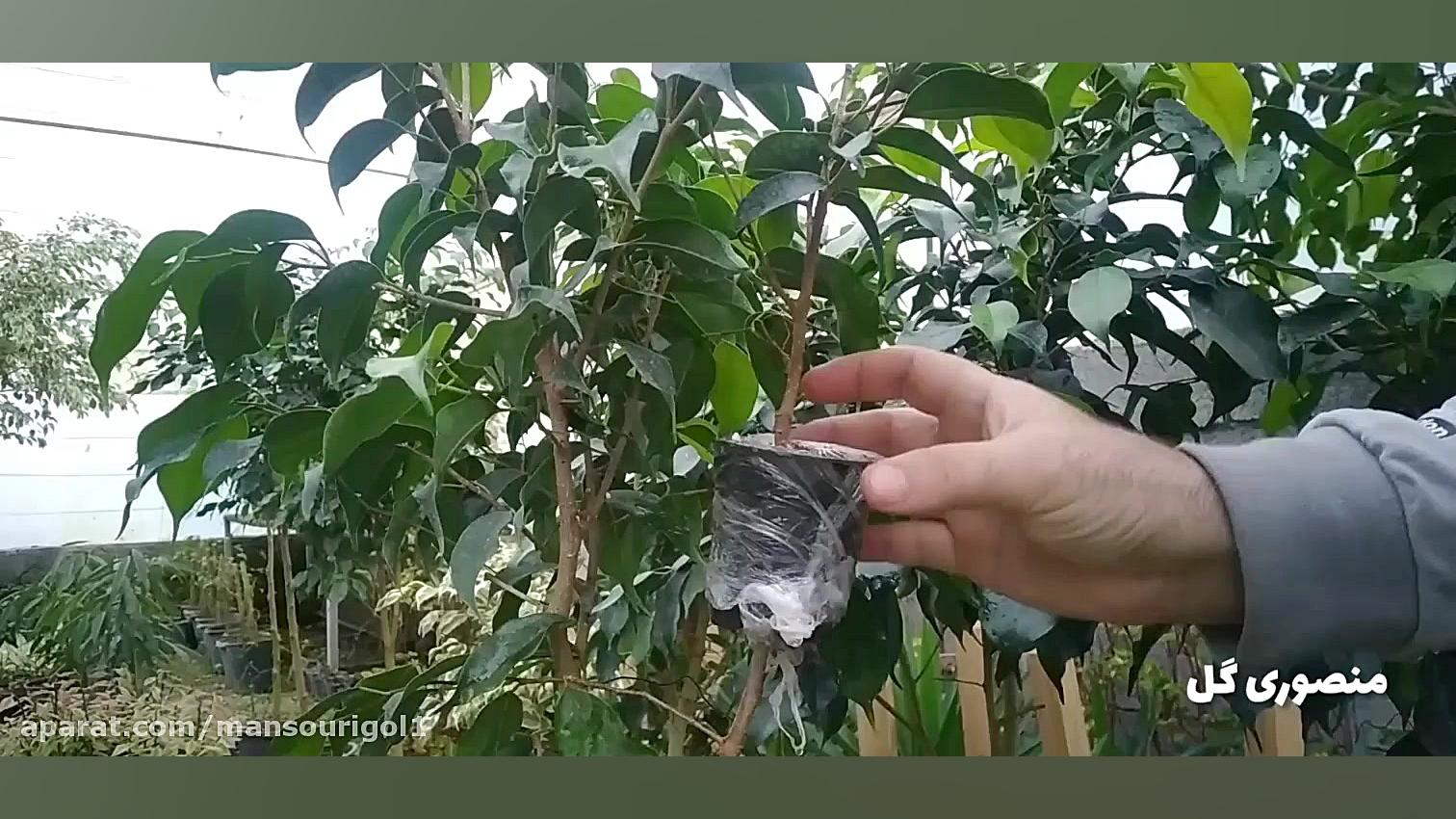 آموزش تکثیر گل و گیاه از طریق...