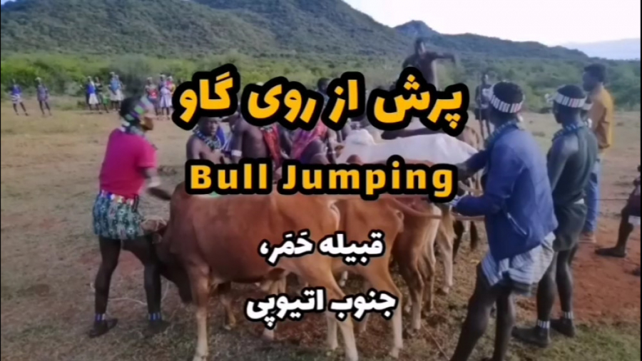 مراسم پرش از روی گاو