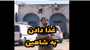 غذا دادن به شاهین