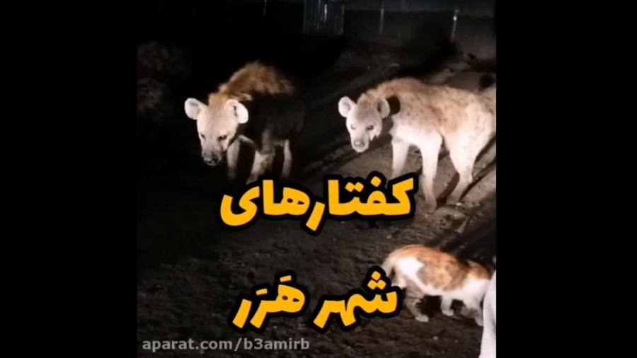 کفتارهای شهر هرر