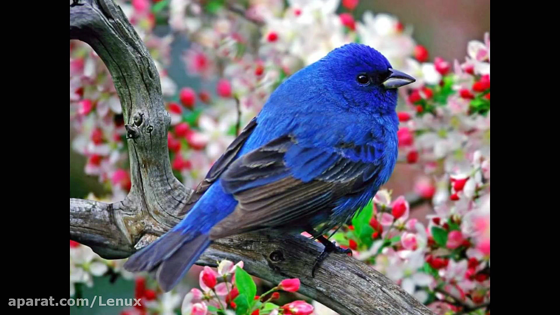 اهنگ شاد افغانی گنشجک