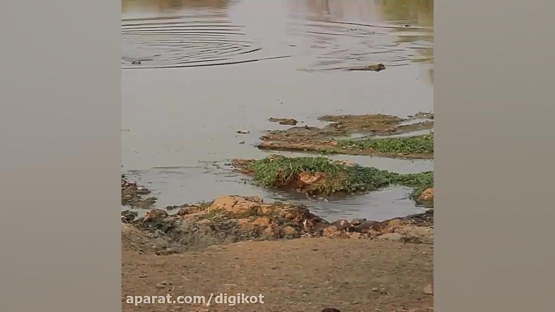 حمله تمساح و عکس العمل سریع آه...