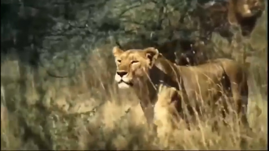 گزیده فیلم شکارهای شیرها و حیو...