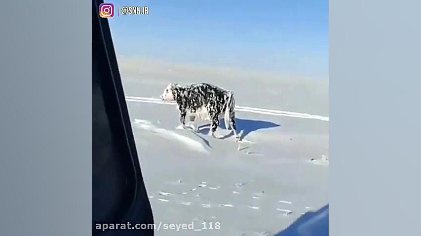 سرمای کشنده در قزاقستان! گاوی...