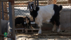دوره تصویری پرورش بز بومی اصلا...