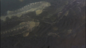 دوره تصویری پرورش ماهیان خاویا...